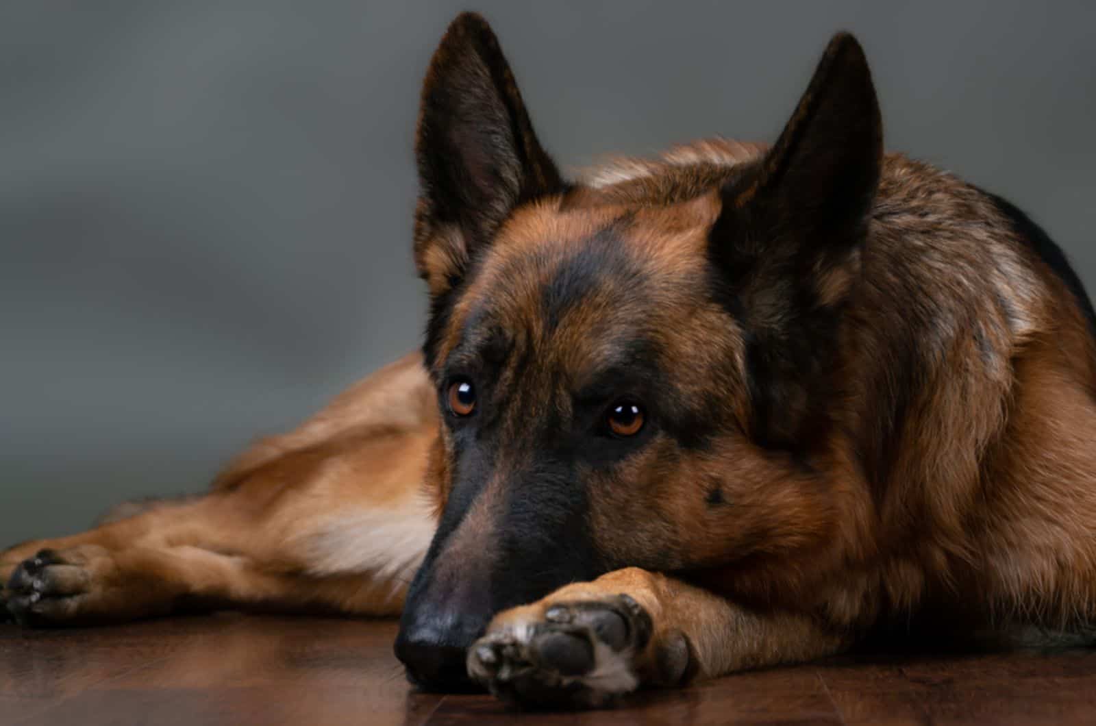 sad german shepherd lying on the ground