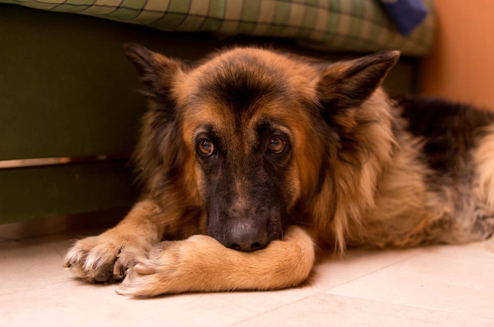 sad German Shepherd