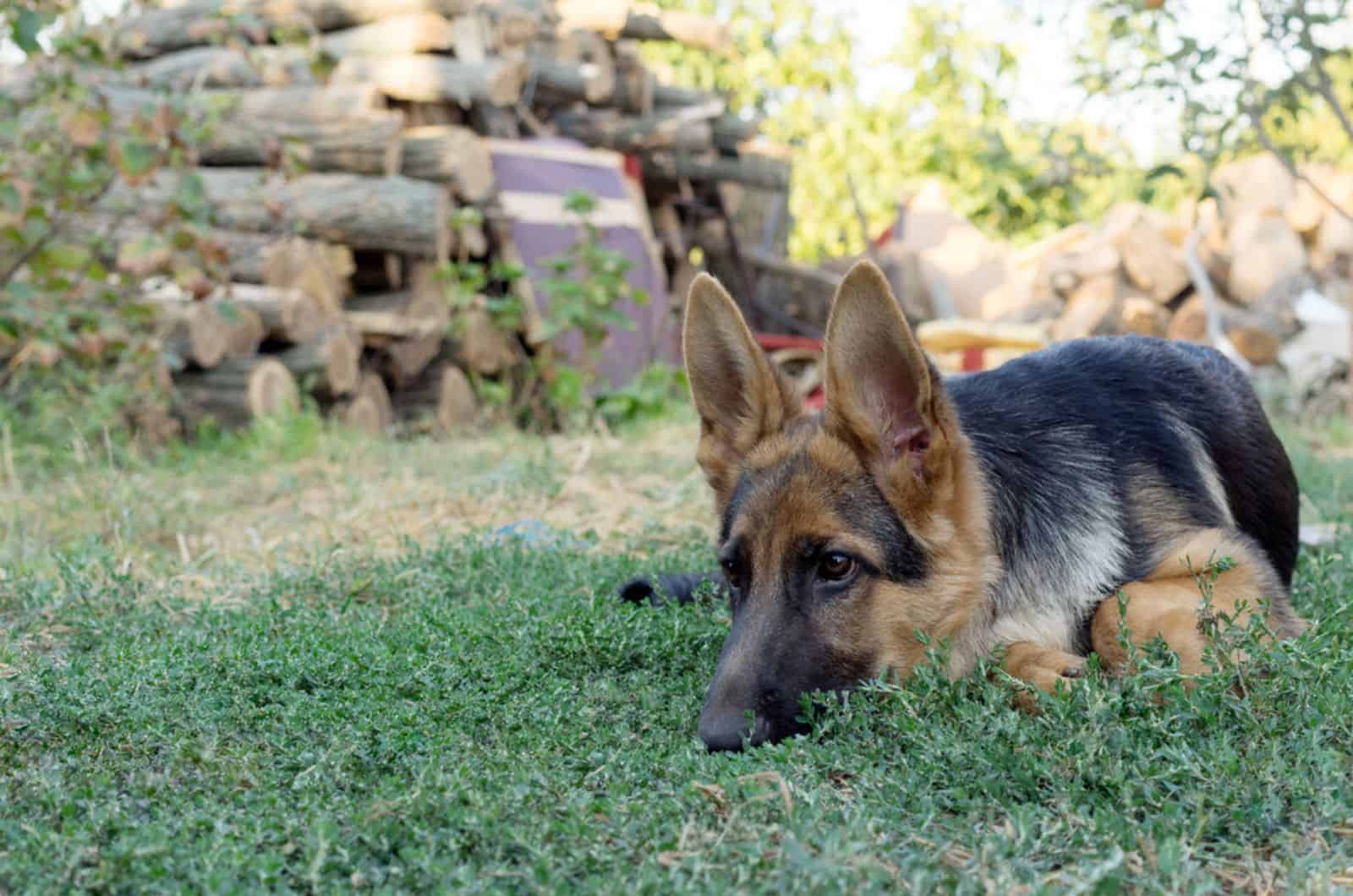 sad german shepherd dog lying down on the ground