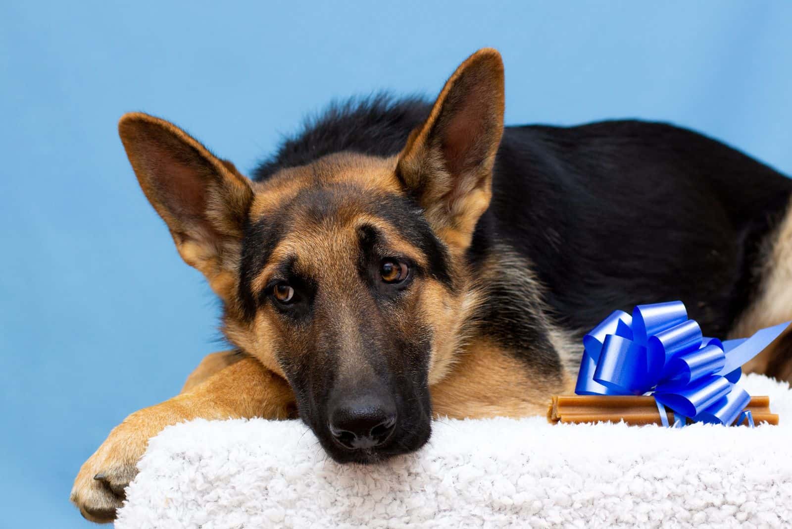 sad german shepherd lying on a white rug