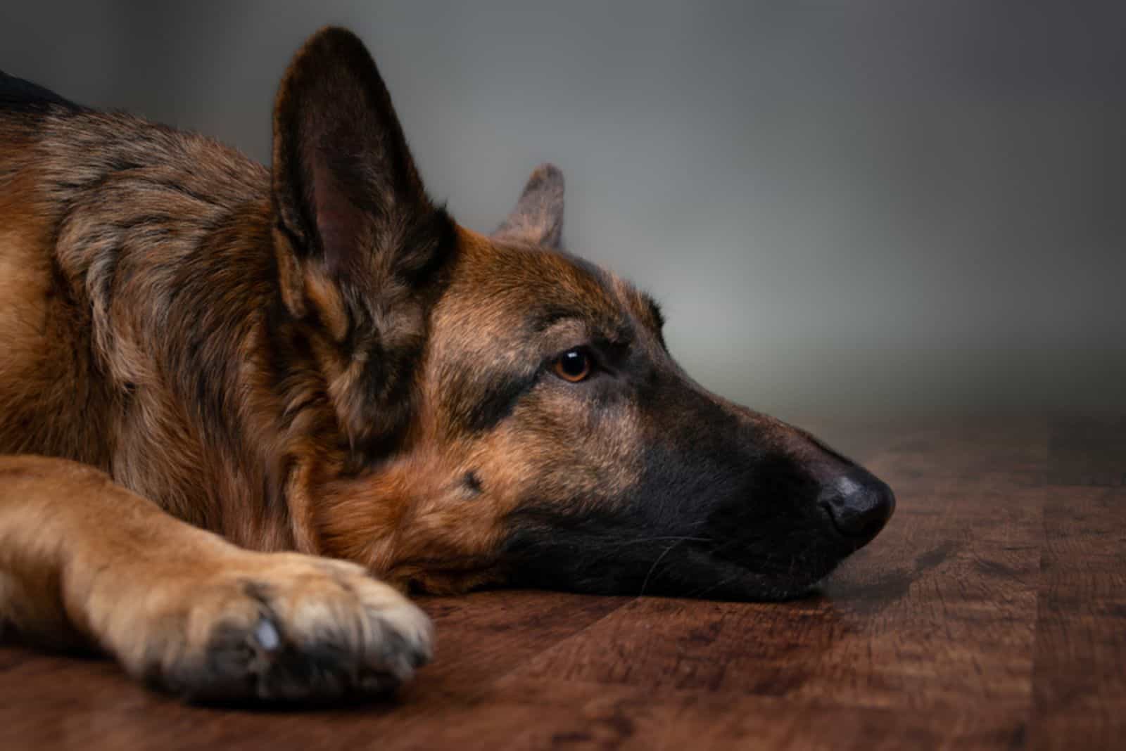 sad german shepherd lying on the floor