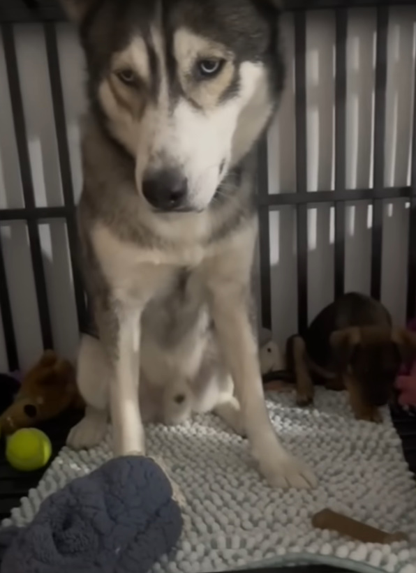 sad husky in a cage