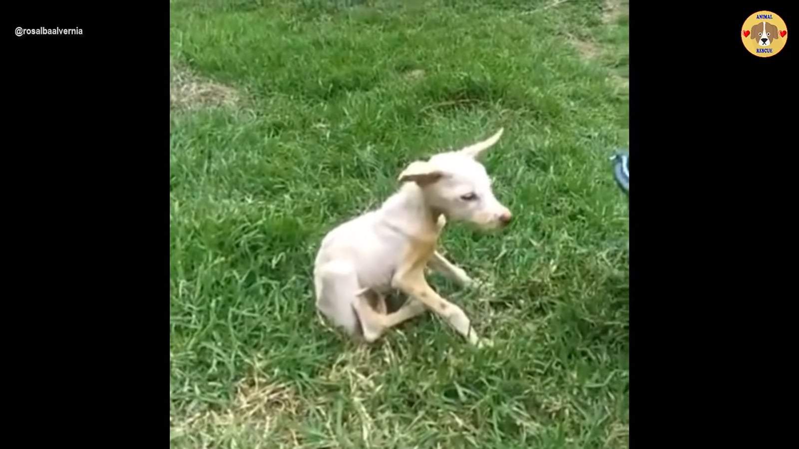 sad little dog on the grass