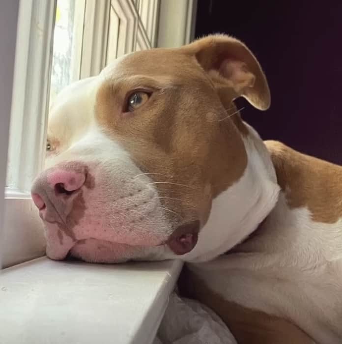 sad pit bull by the window leaning
