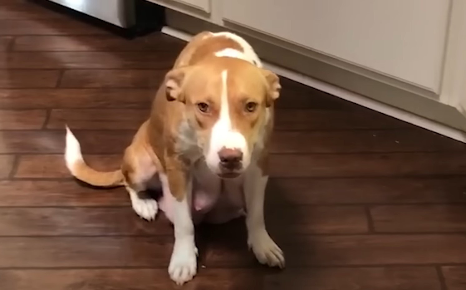 sad pittie sitting