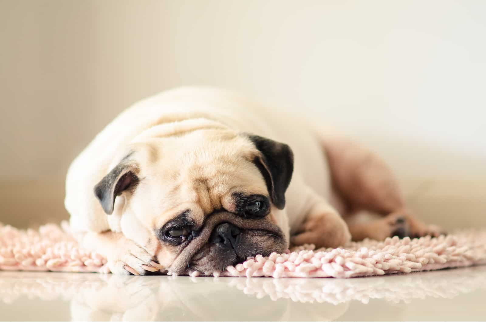 sad pug lies on floor