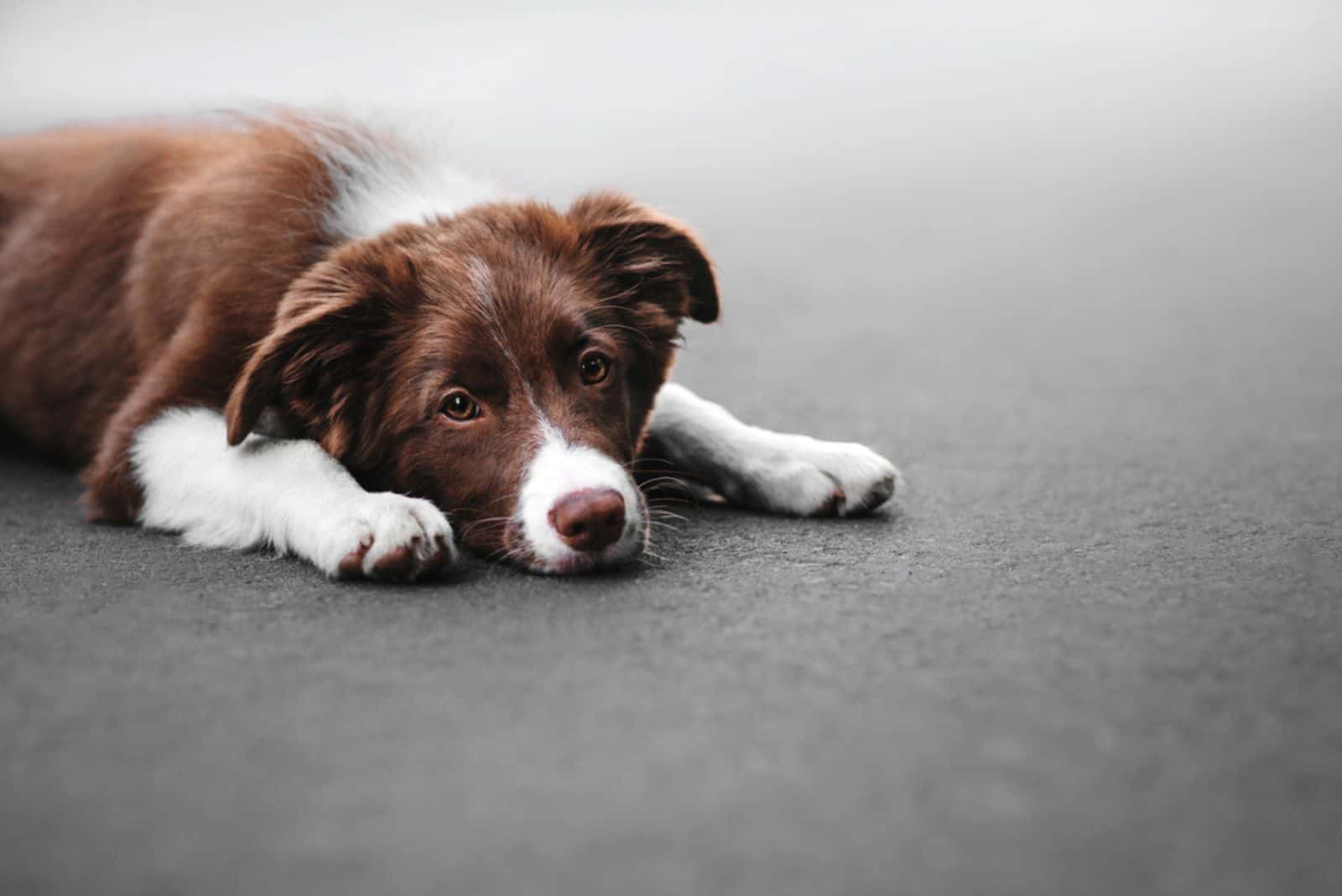 Sad Puppy border collie lying on the pavement