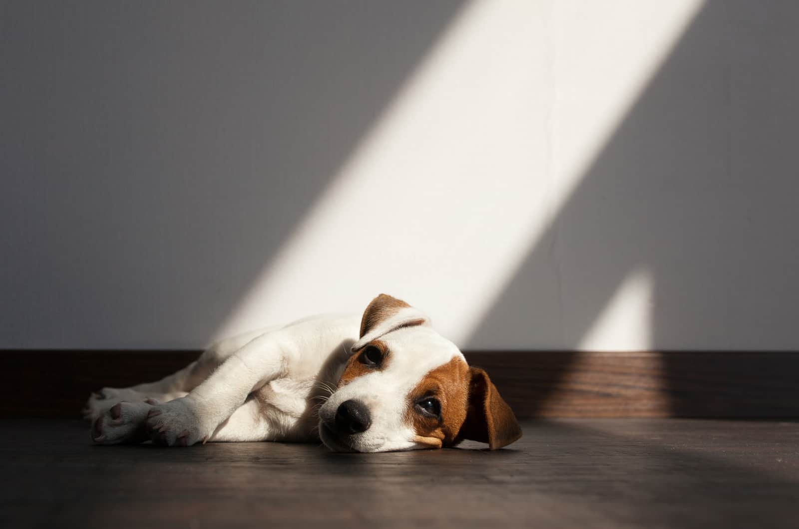 sad puppy lying on floor