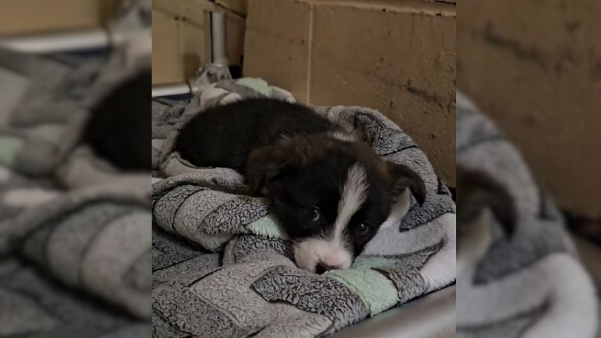 The Only Pup Who Was Not Adopted In The Shelter Finally Smiles After Meeting Someone Special