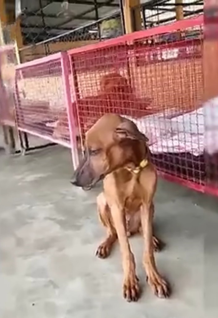 sad rescue dog sitting in front of the crates