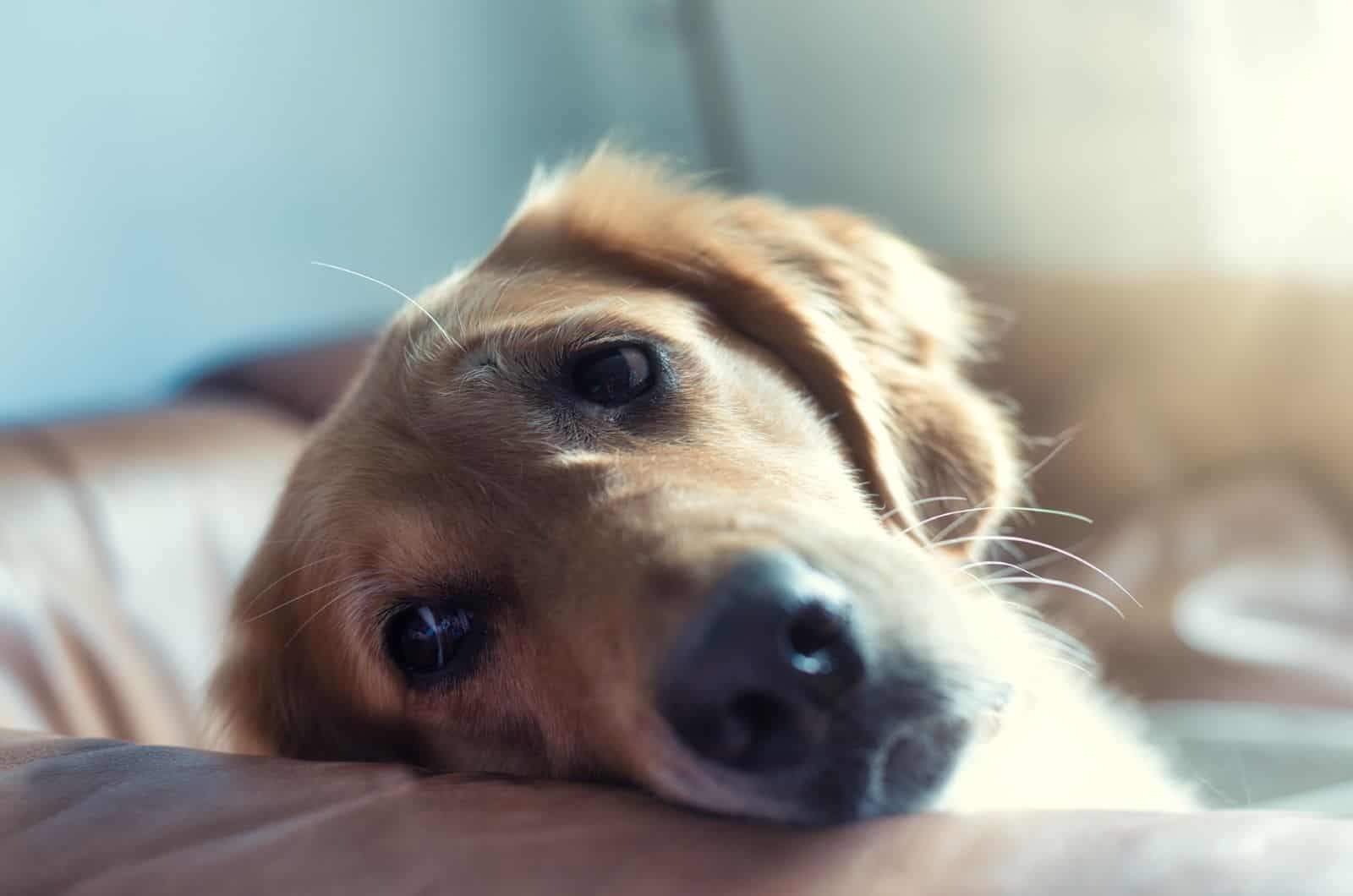 sad retriever