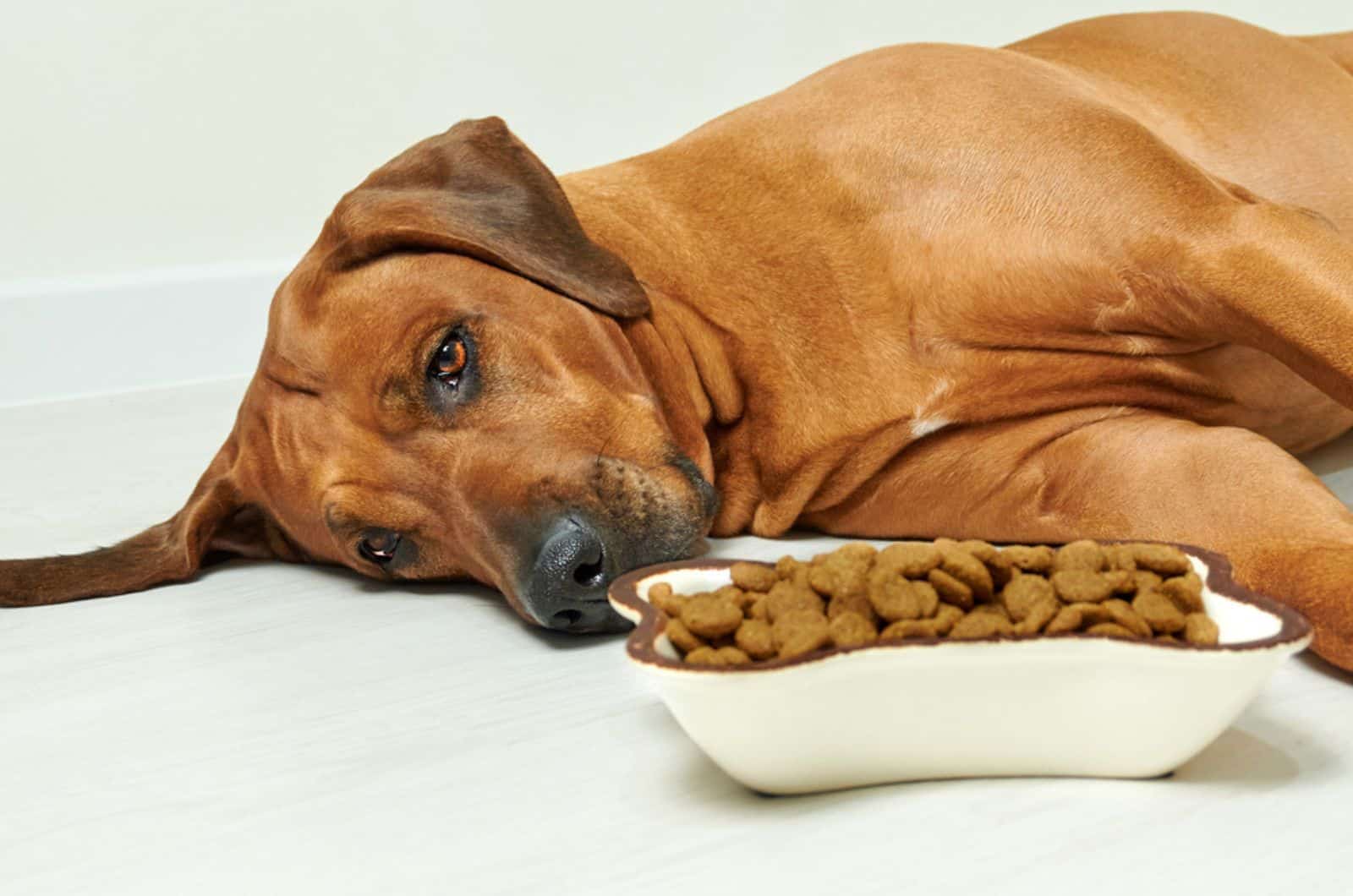 sad rhodesian ridgeback dog lying on the floor and refuses to eat