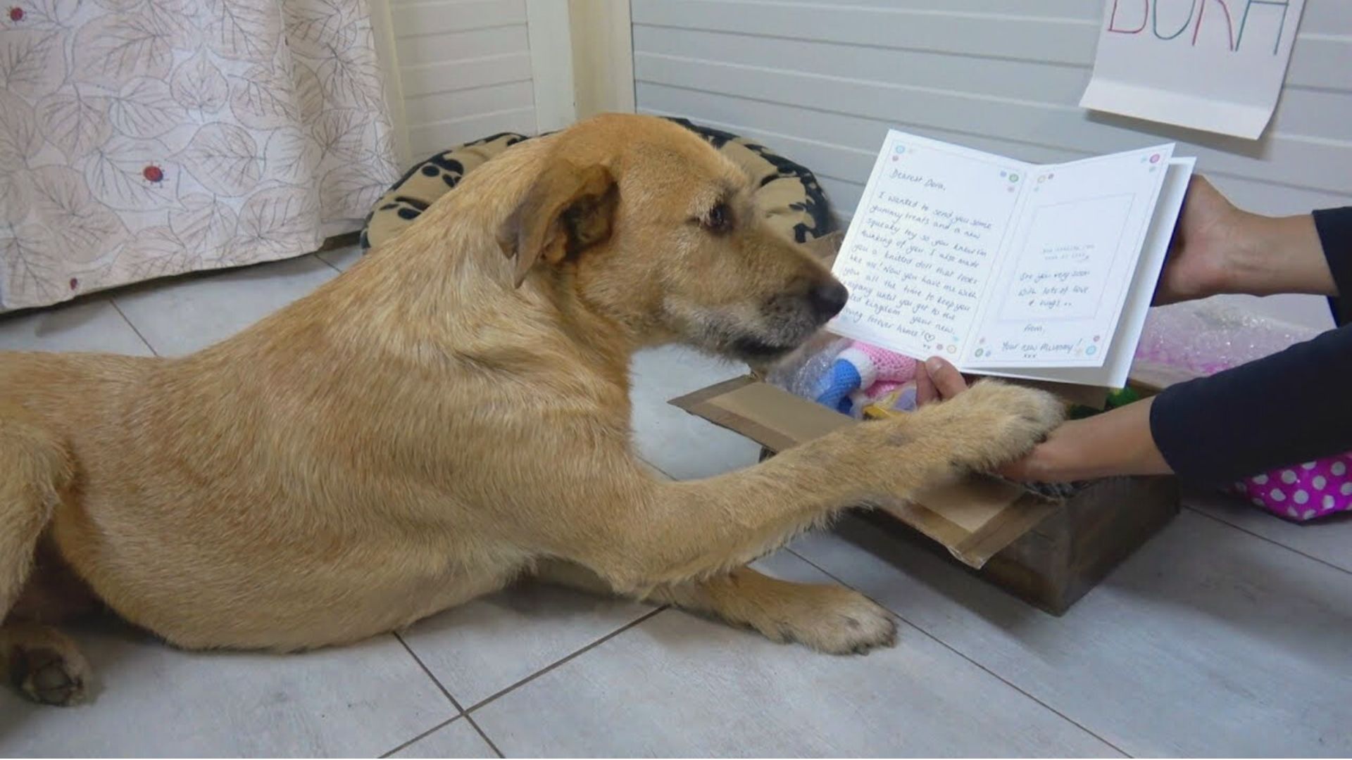 Sad Shelter Dog Was Delighted With The Gift From Her New Adoptive Mom