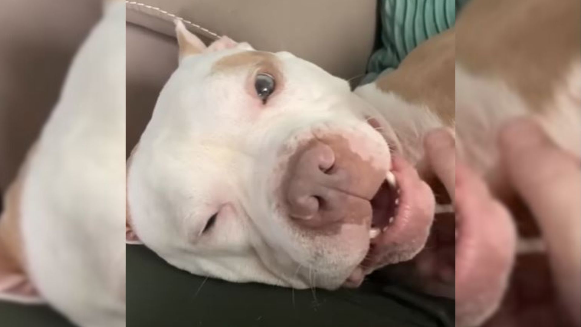 Shelter Dog Rejected By His Family Finds The Perfect Owner Who Truly Understands Him    