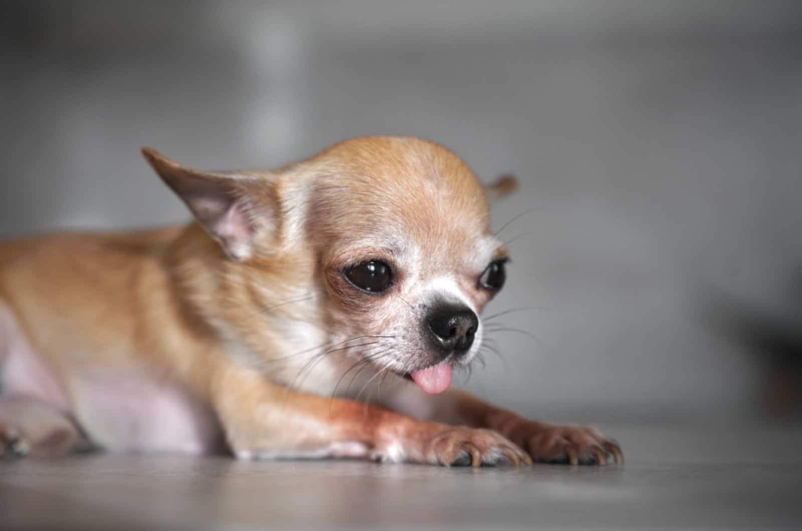 sad sick little chihuahua lying on the floor