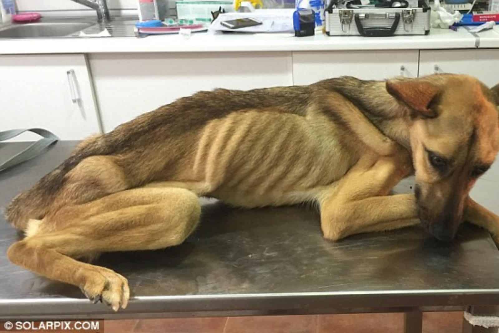 sad starving puppy lying on examination table at vet clinic