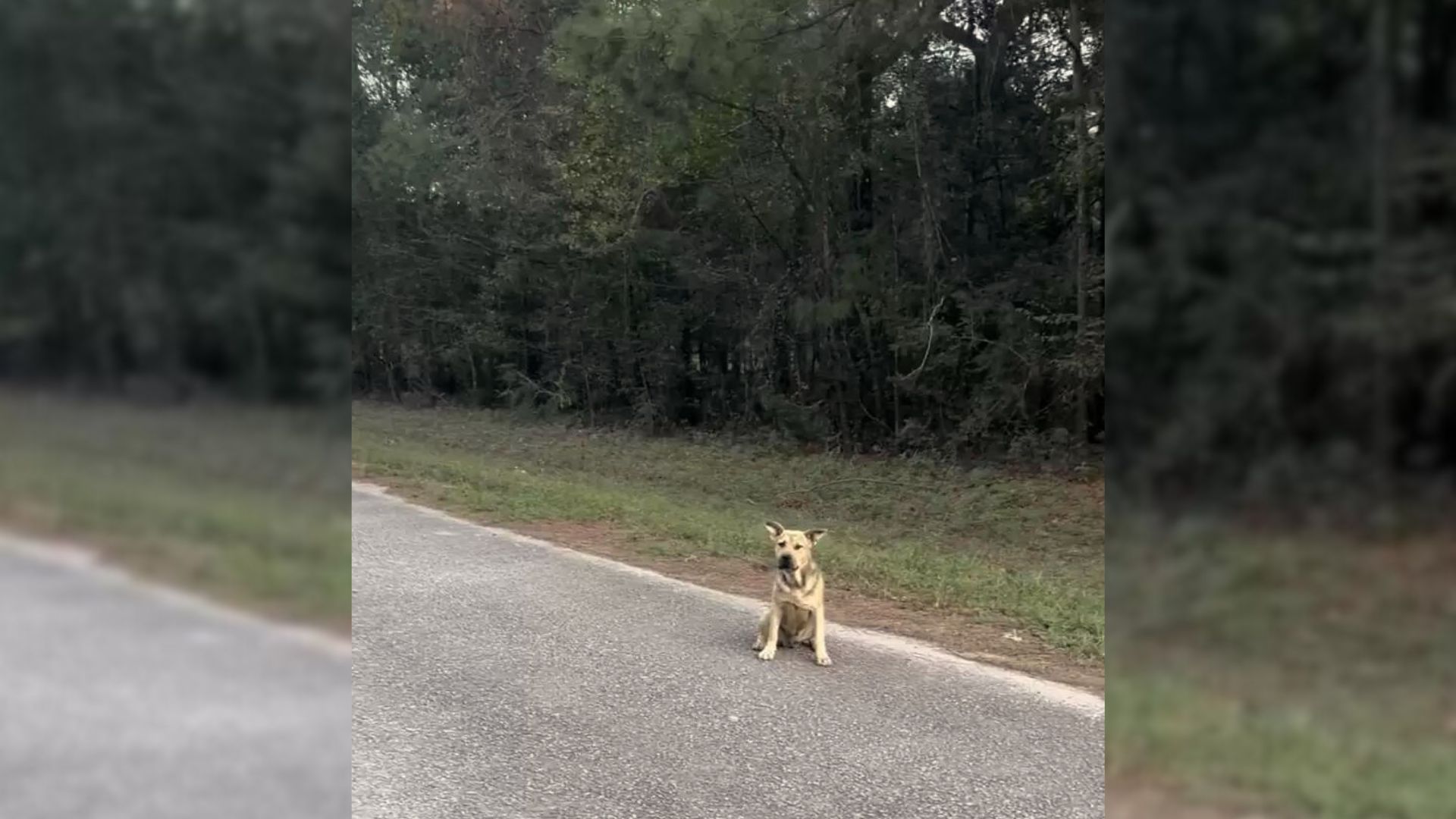 A Lonely Dog Came To A Sanctuary Hoping To Be Rescued By Someone