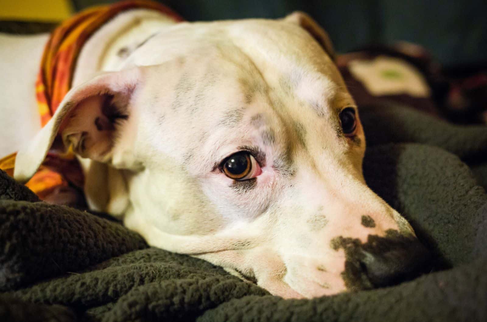 sad white pitbull lying on the blanket