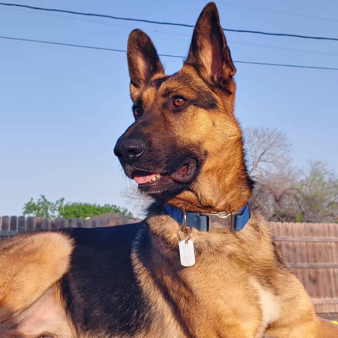 Saddleback German Shepherd lies down and looks around