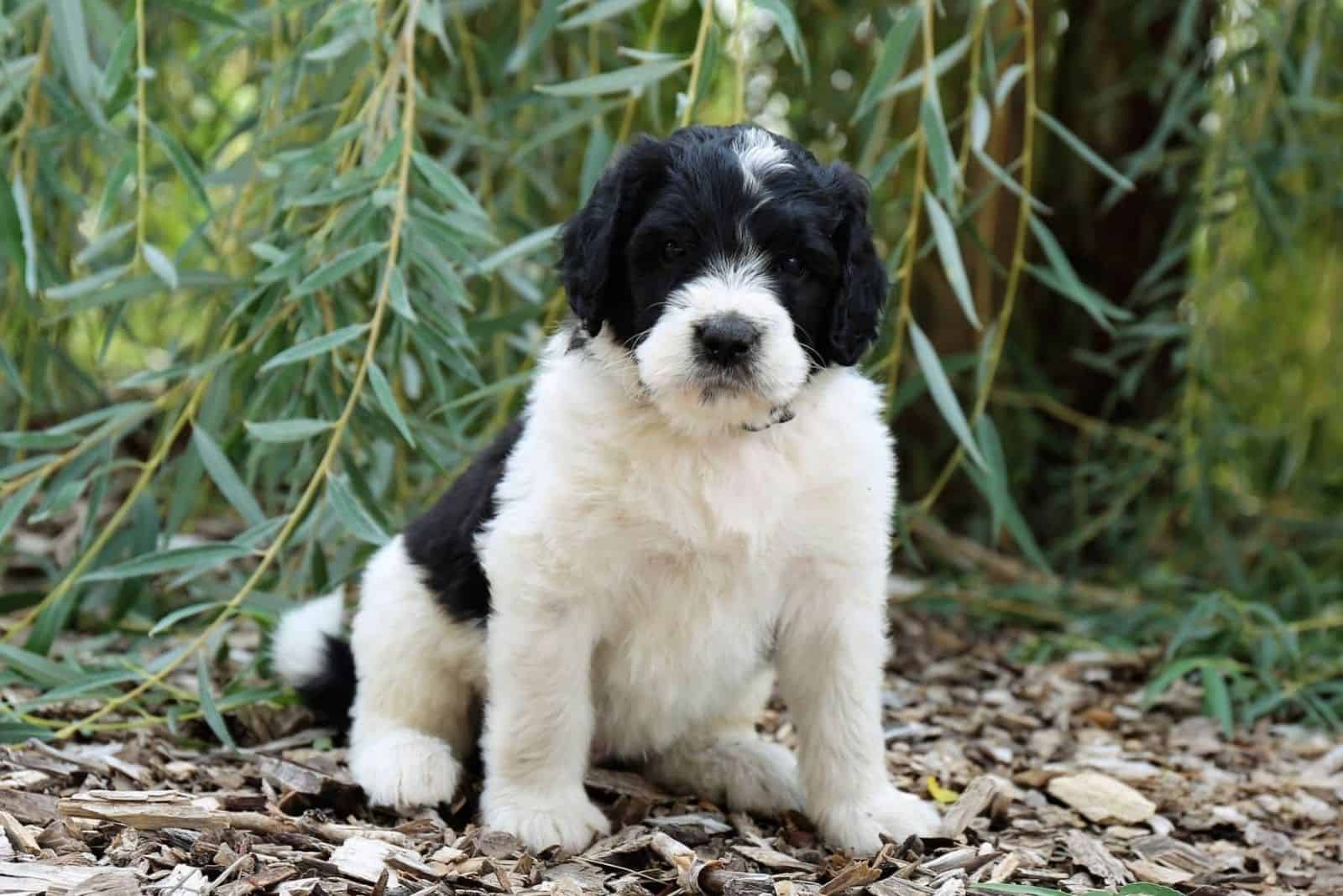 saint berdoodle puppy