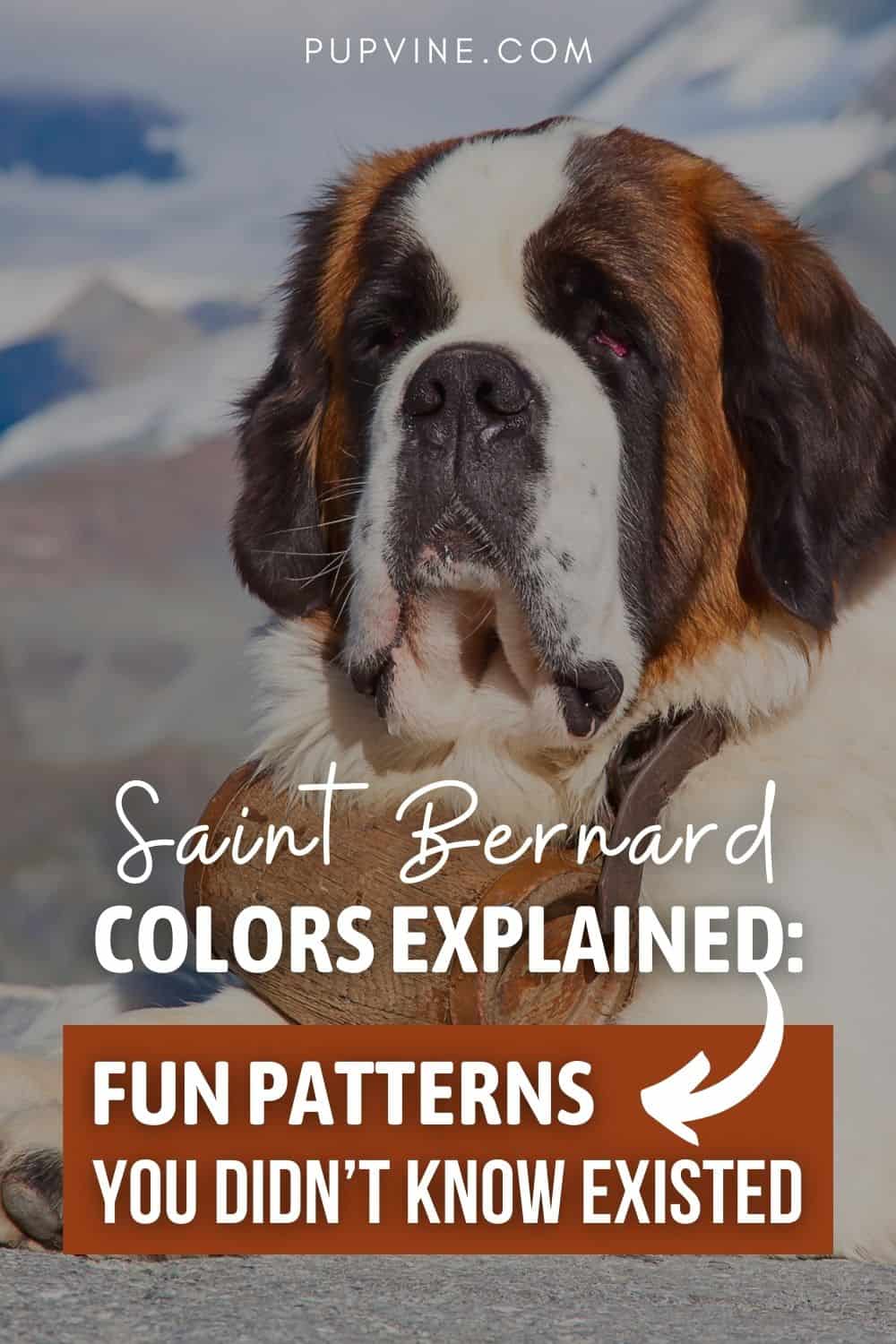 Saint Bernard Colors Explained: Fun Patterns You Didn’t Know Existed