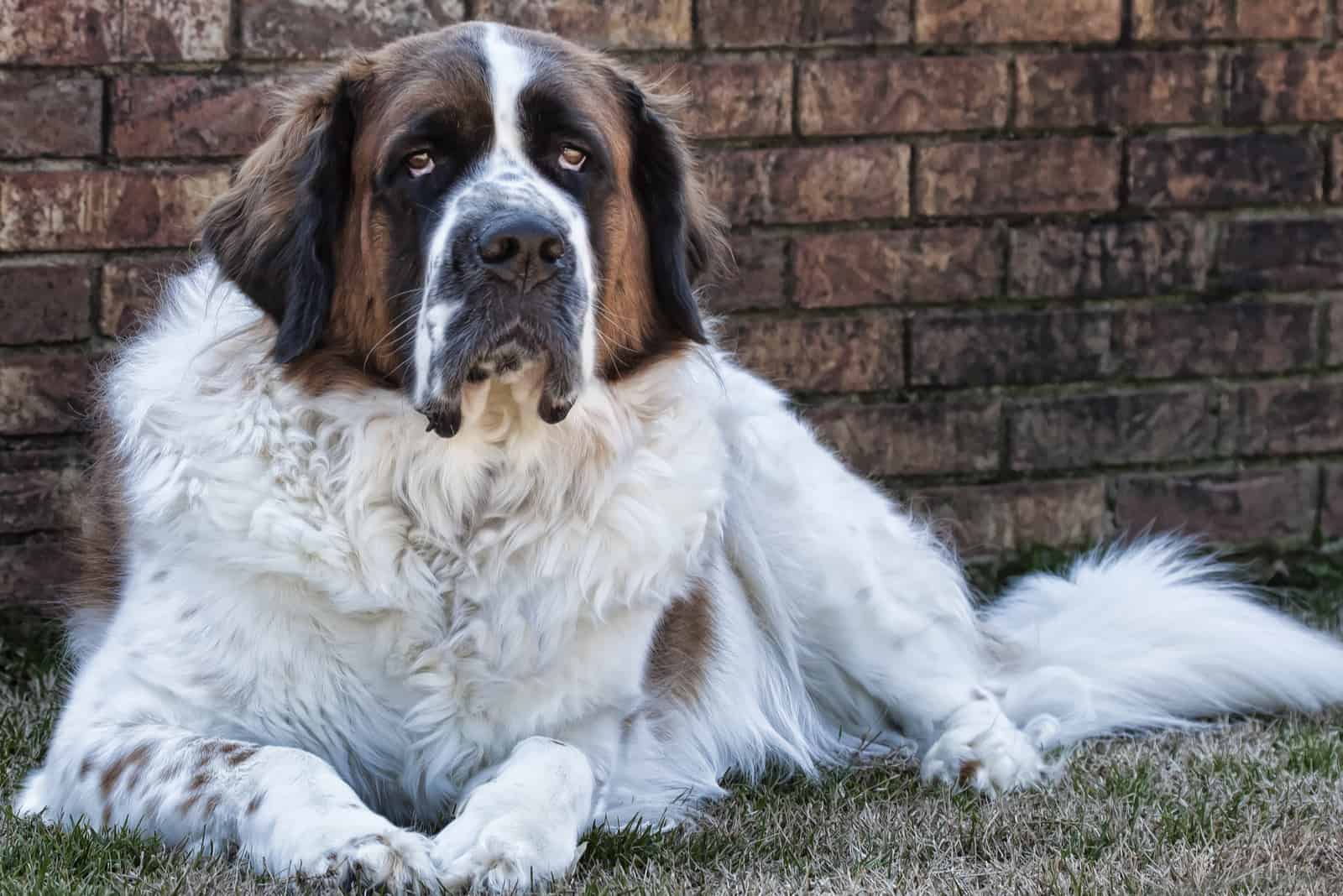 Saint Bernard dog lies in the yard