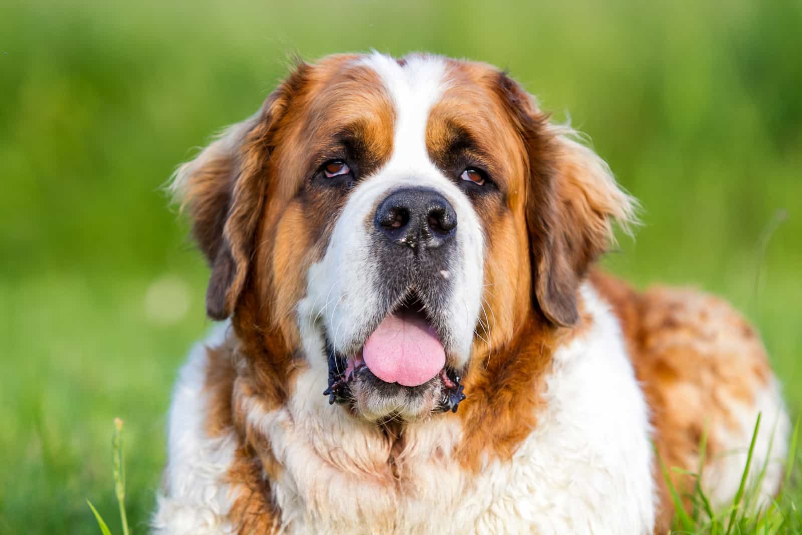 Saint Bernard dog lying in the grass