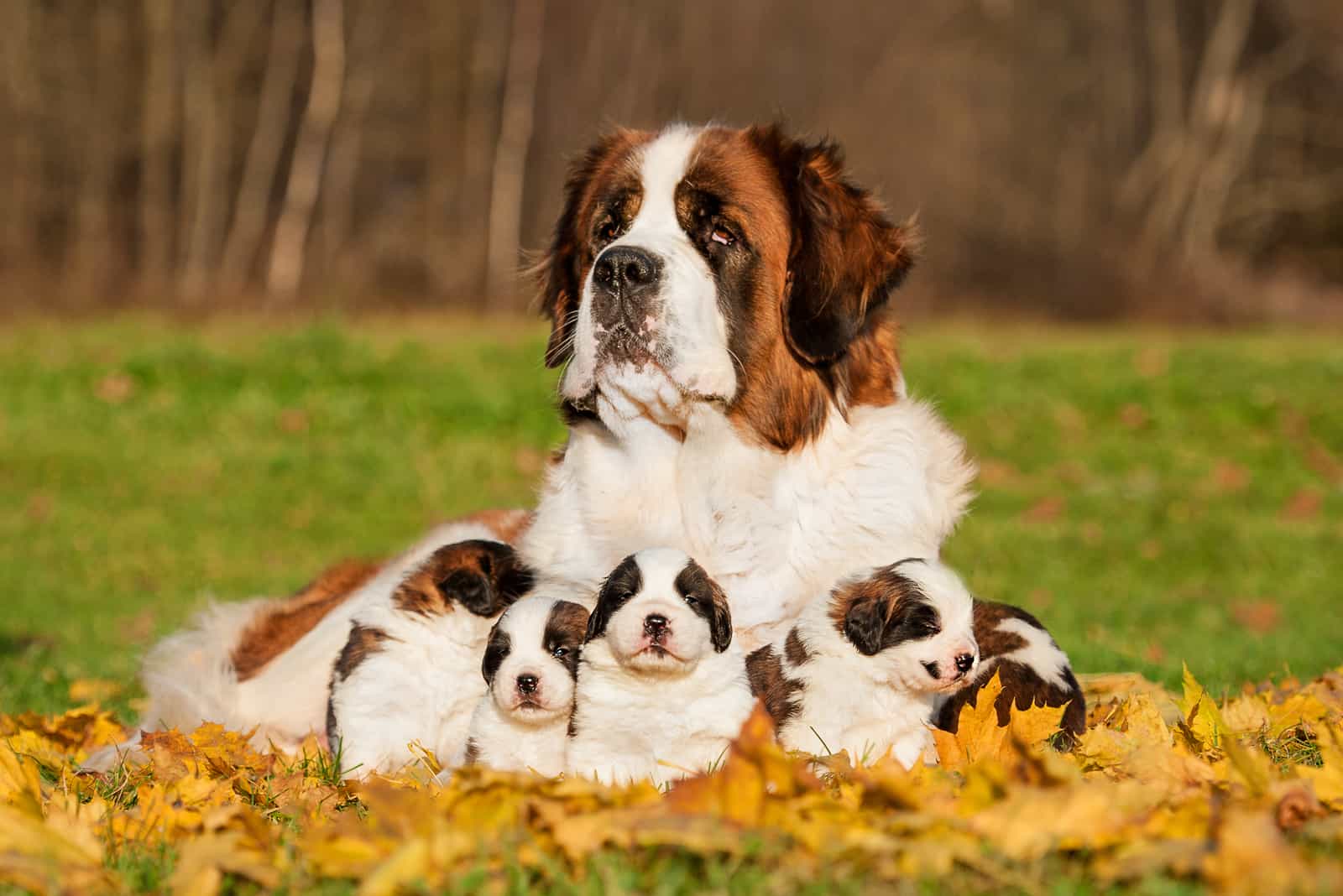 Saint Bernard Growth Chart: How Big Will This Puppy Grow?