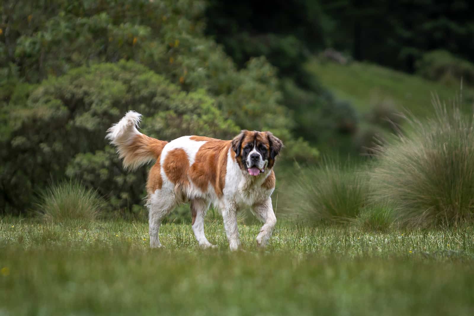 Saint Bernard walking on grass