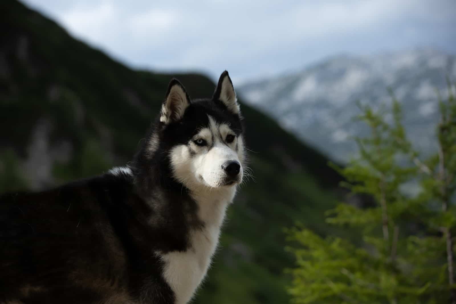 sakhalin husky in nature