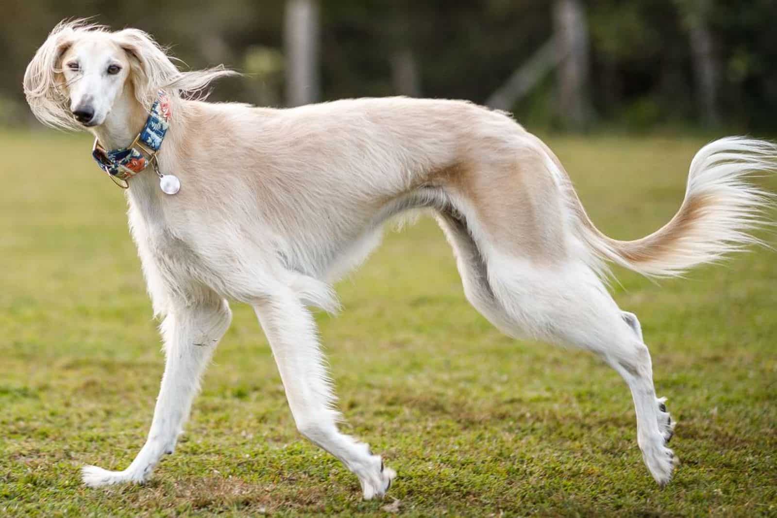 saluki dog in the park