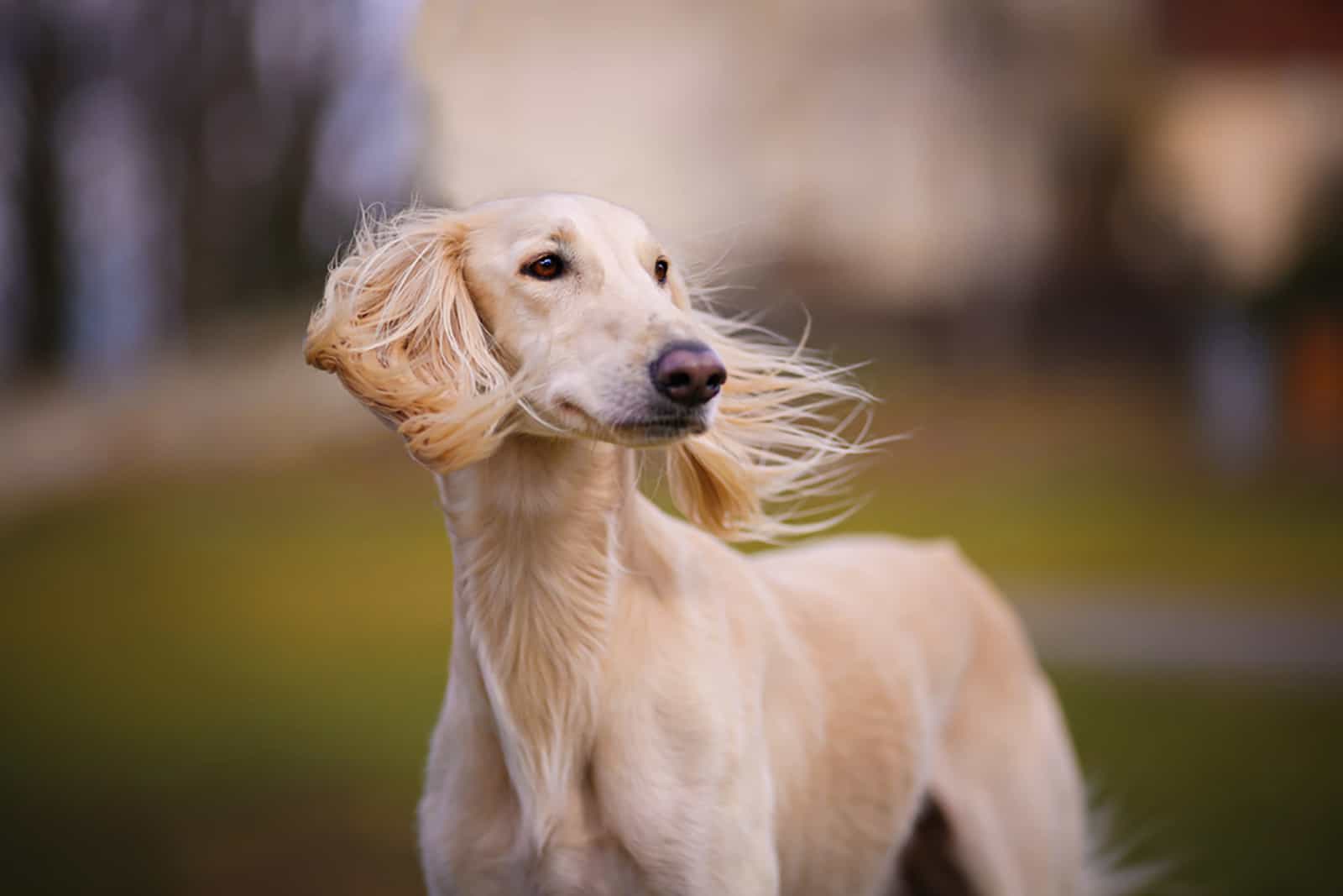 saluki dog in the park