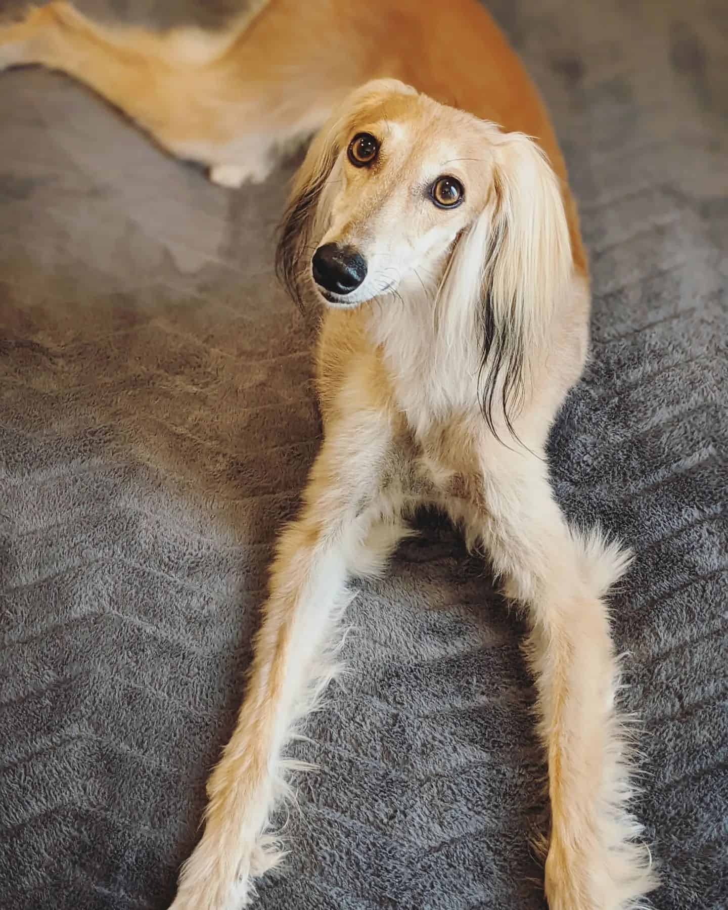 Saluki dog laying and looking up