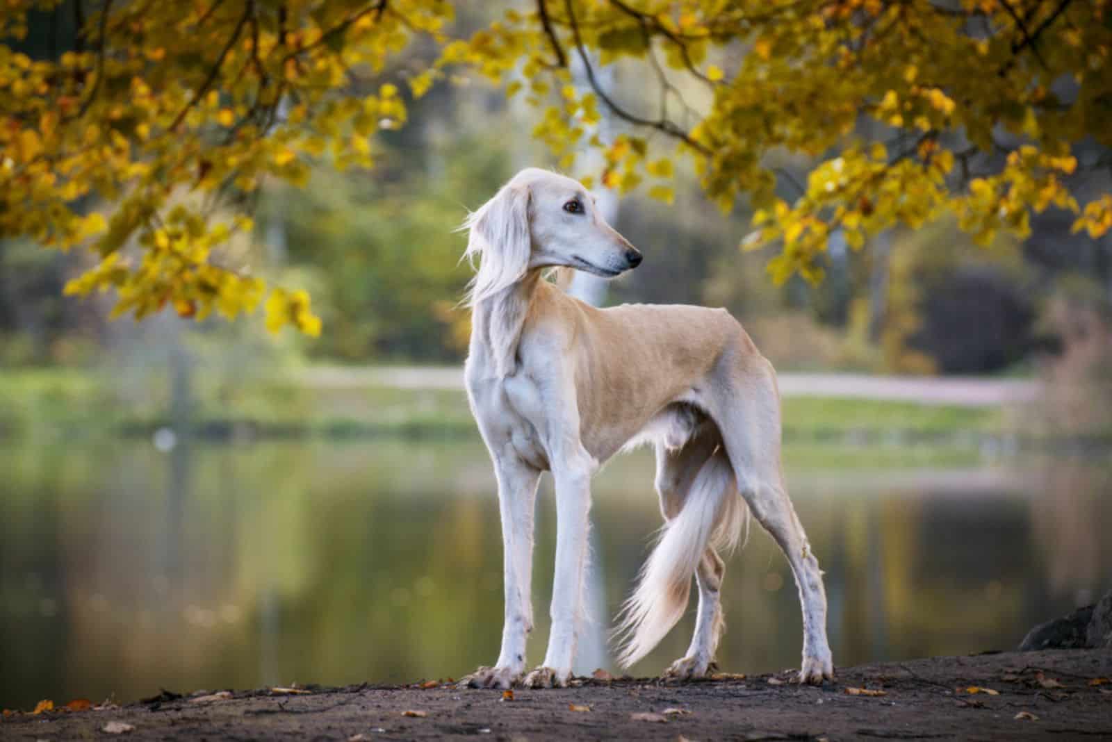 Saluki dog outdoor