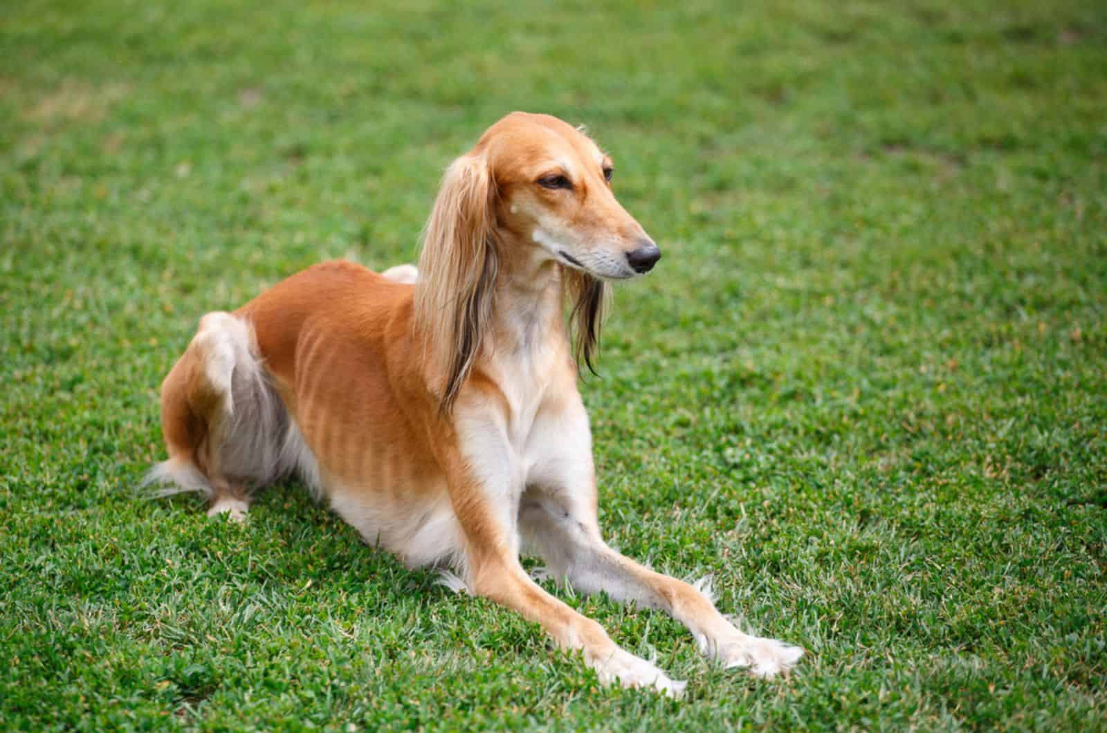 saluki dog lying on the grass