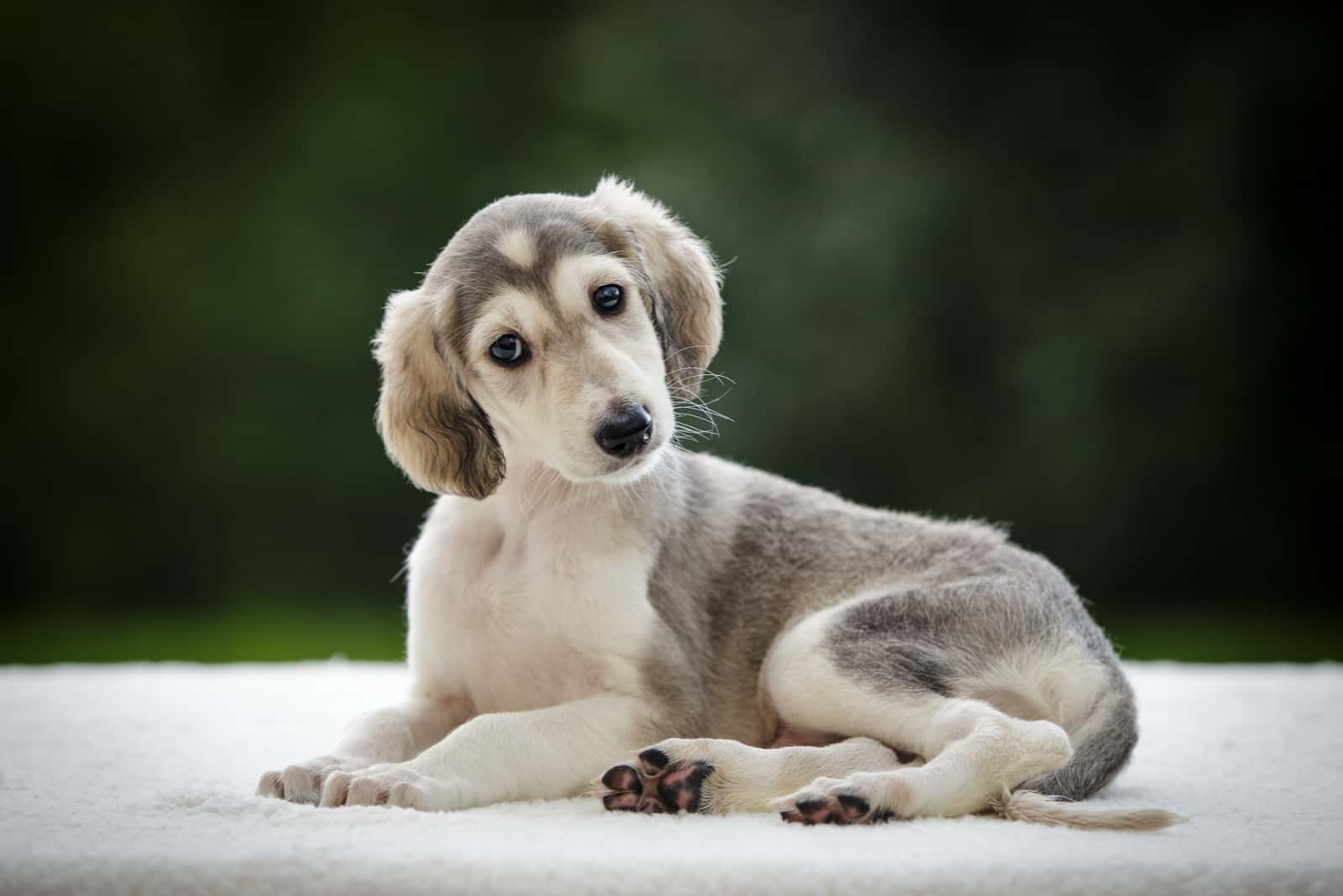 saluki puppy sitting