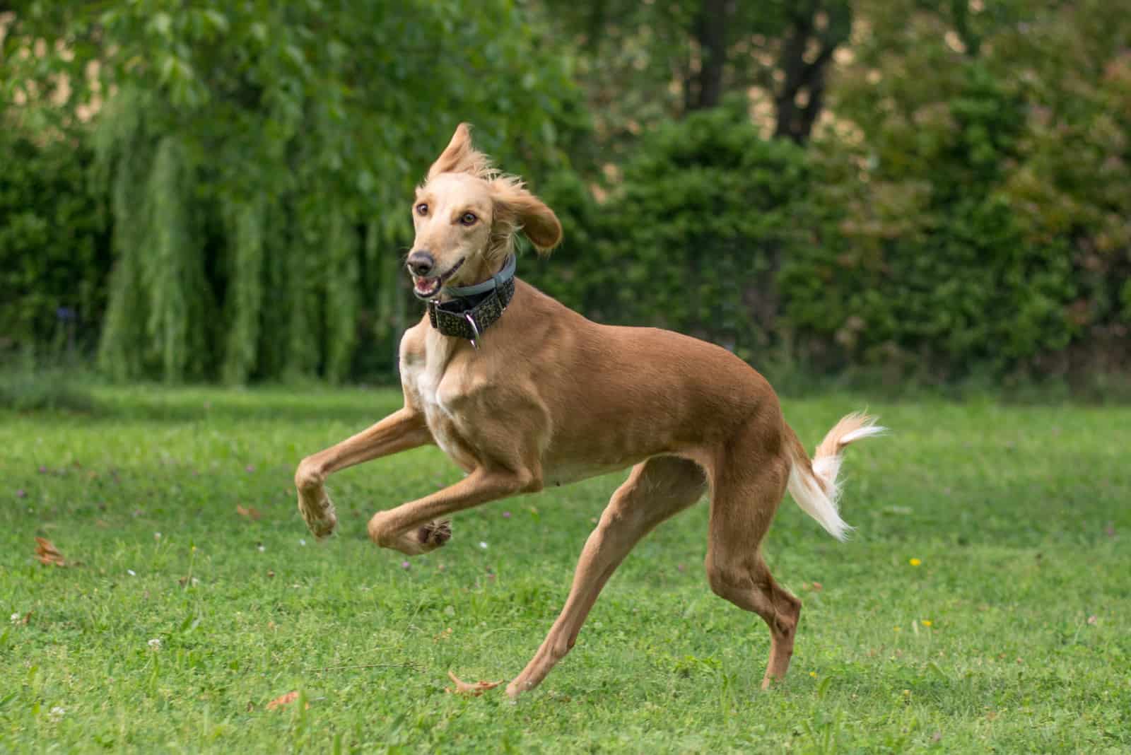 saluki running