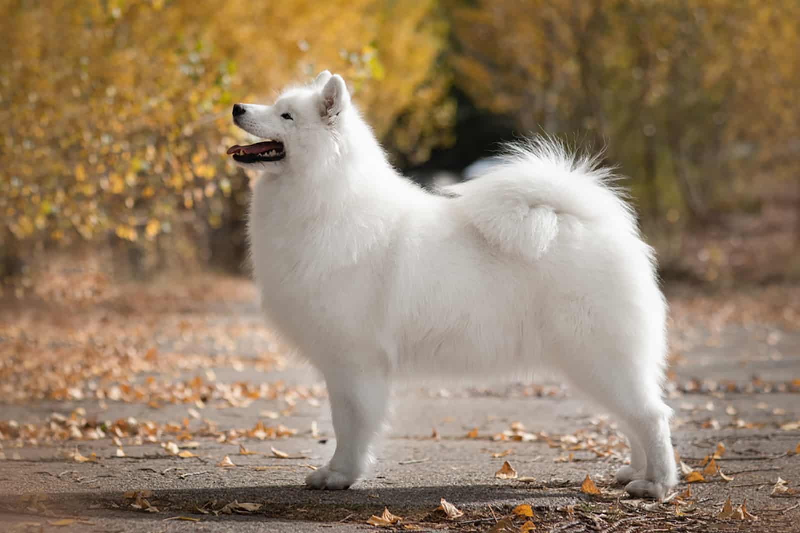 samoyed dog in nature