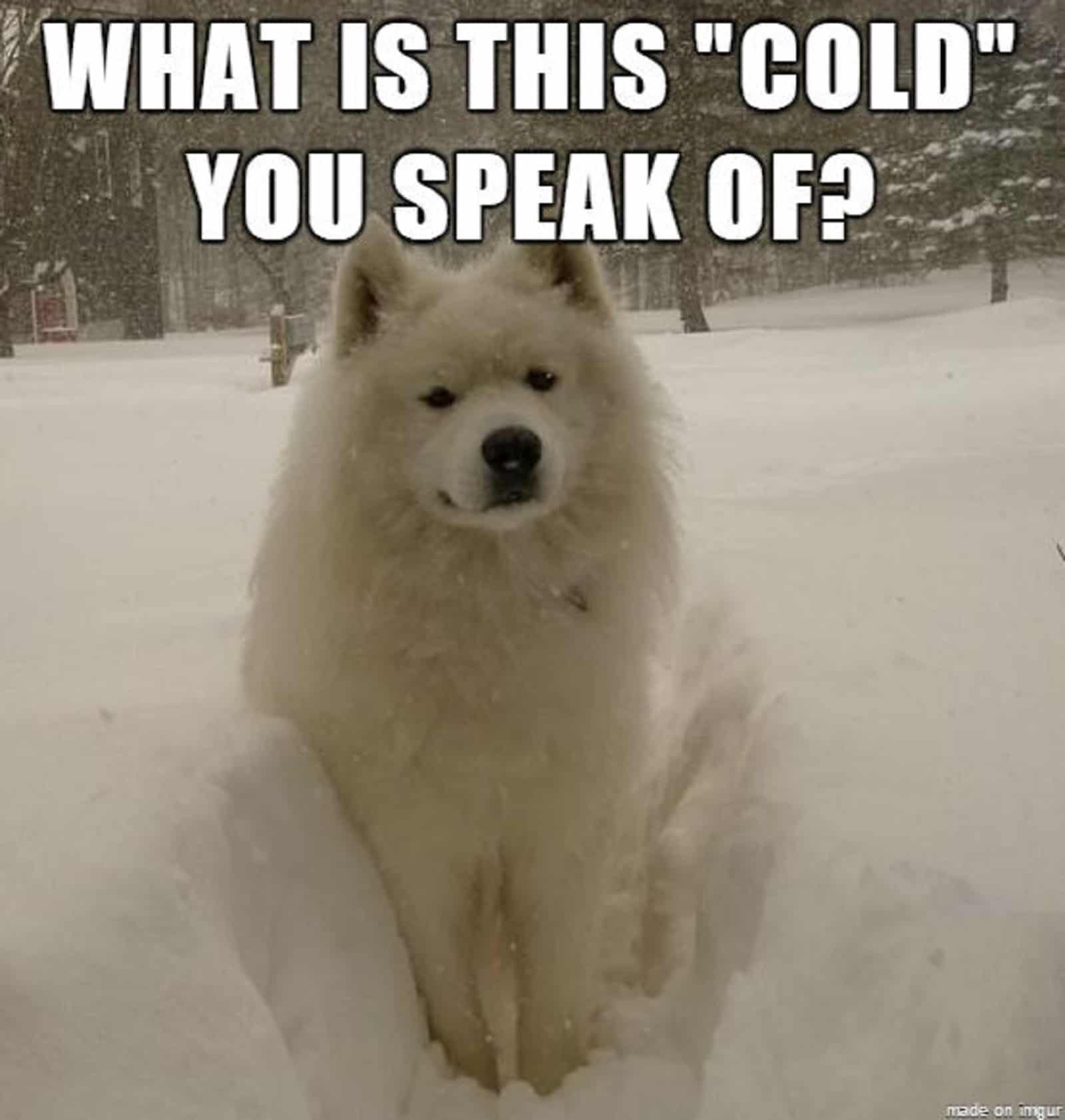 samoyed dog sitting in the snow