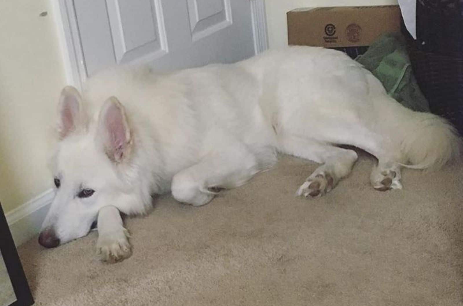 samoyed german shepherd dog lying on the carpet and resting