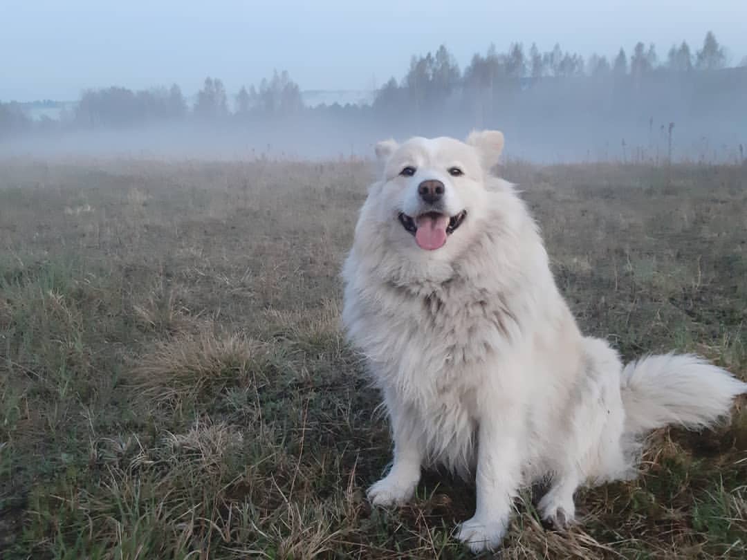 Samoyed Golden Retriever Mix sitting in a field