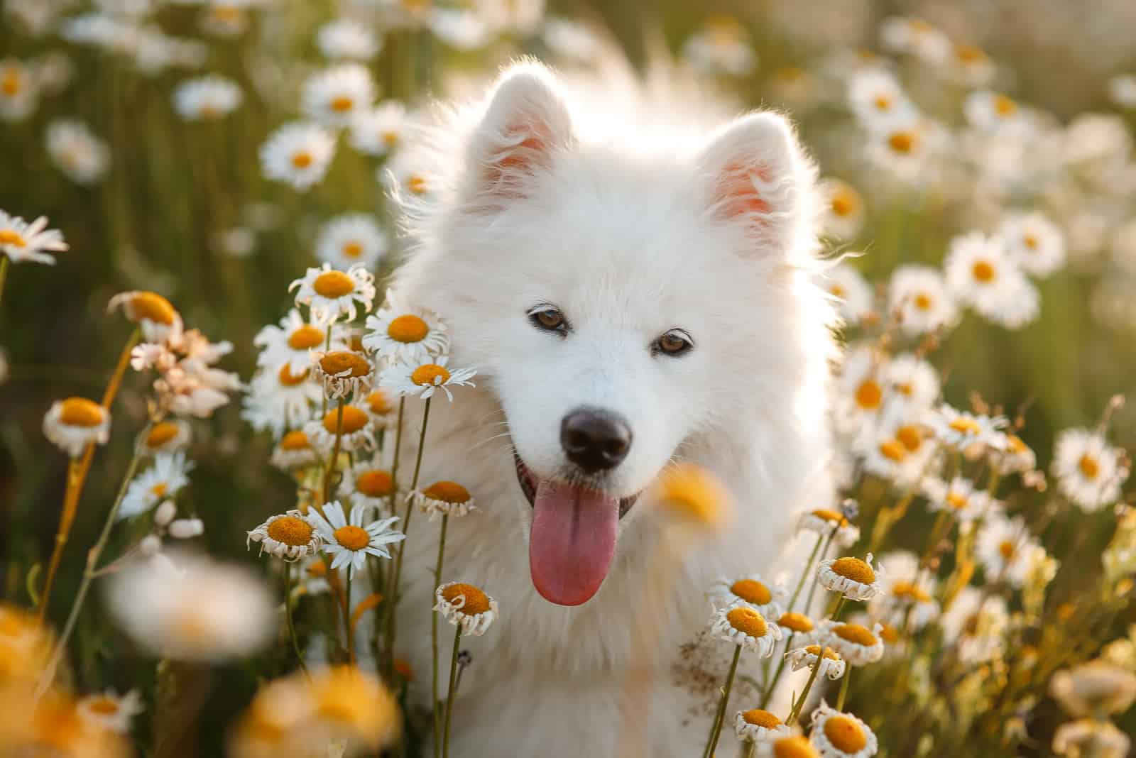 Samoyed in flowers