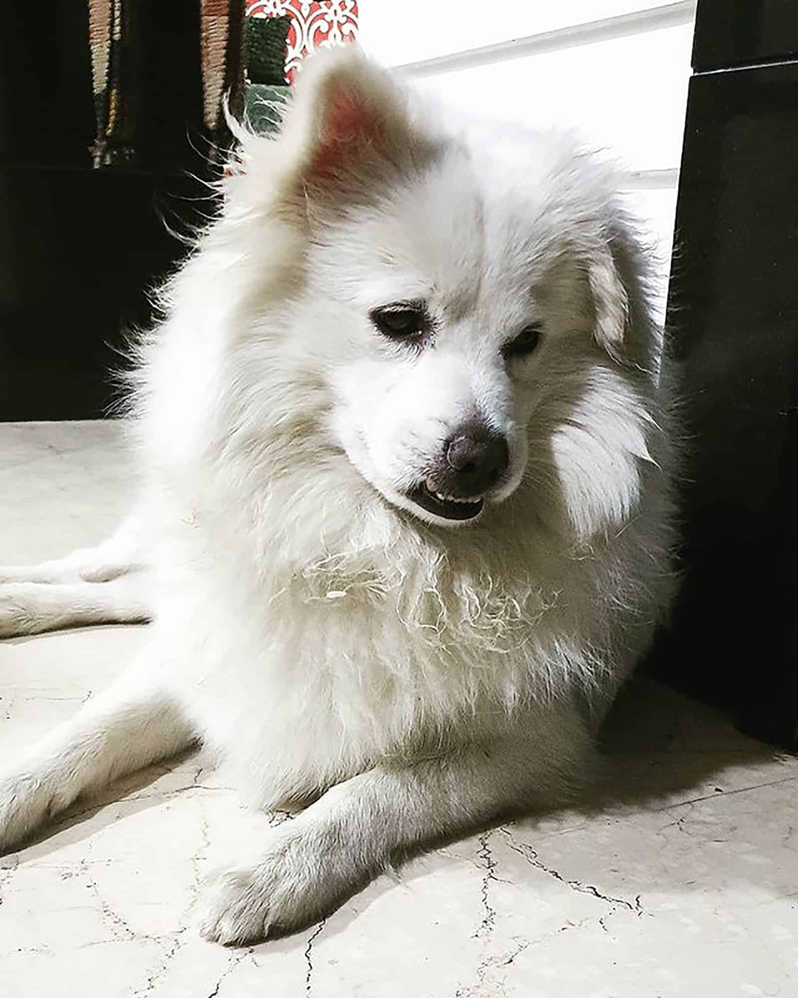 samoyed pomeranian dog lying on the floor