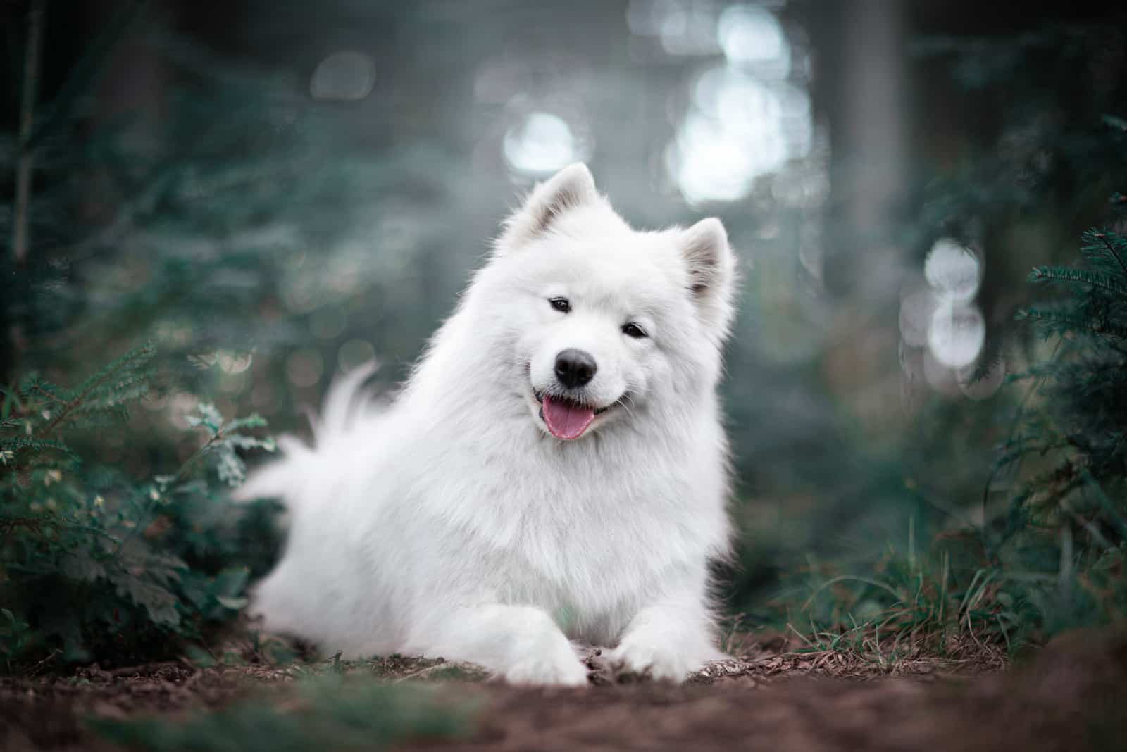 Samoyed sitting in woods