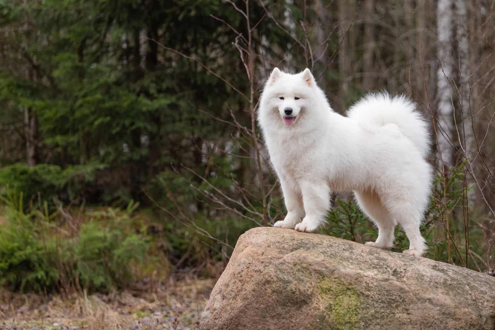 Samoyed standing on rock