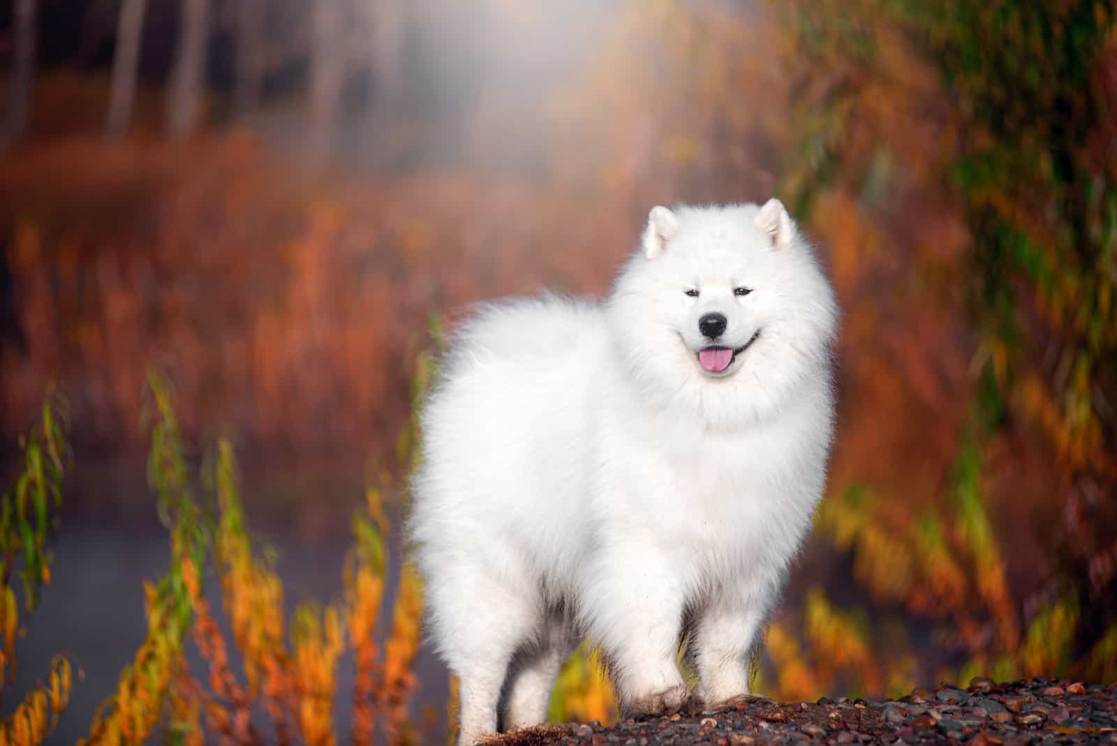 Samoyed standing outside