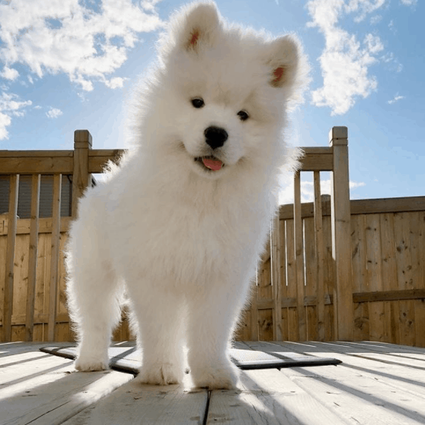 Samoyeds during daytime