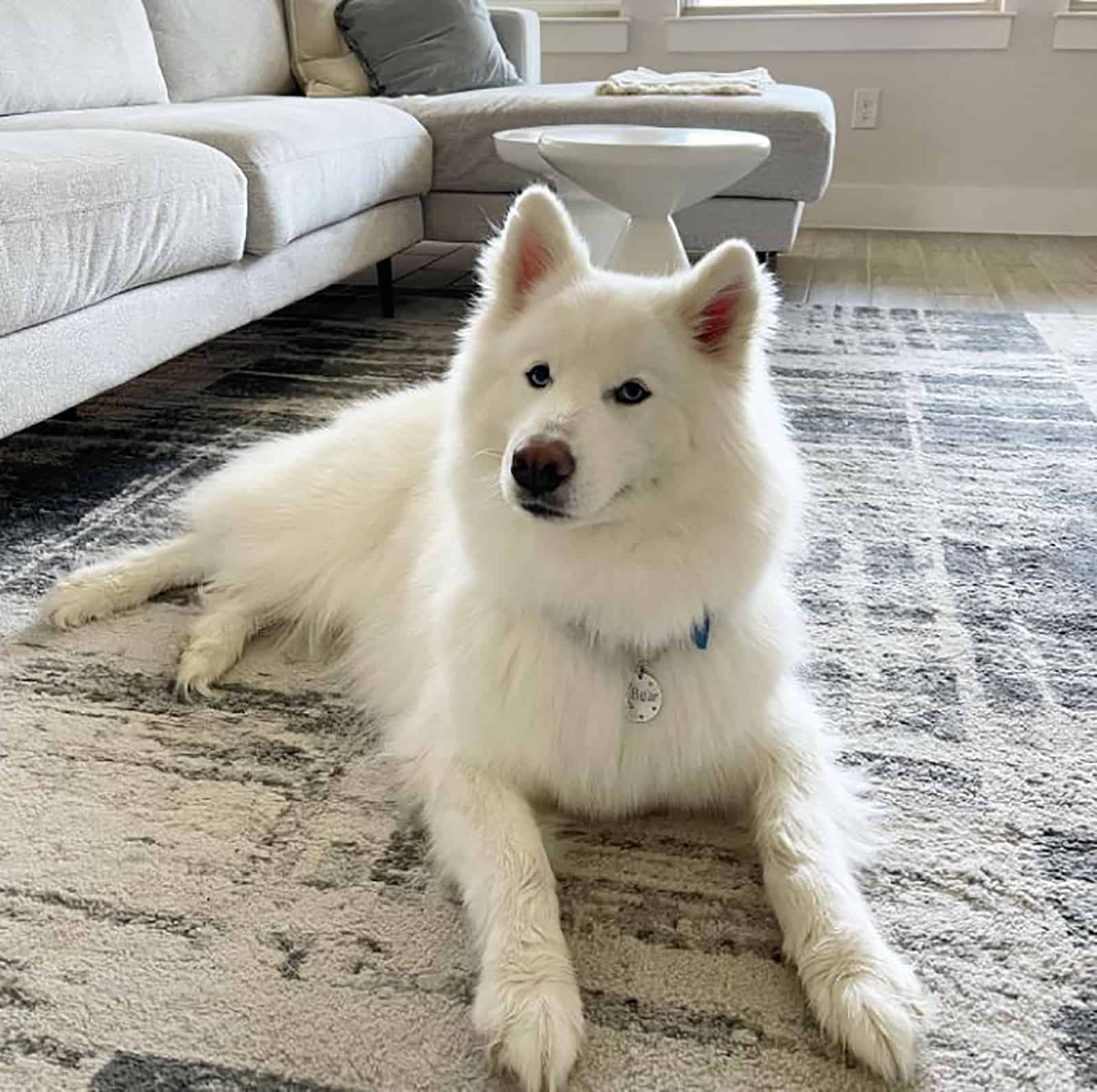 samsky dog lying on the carpet in the living room