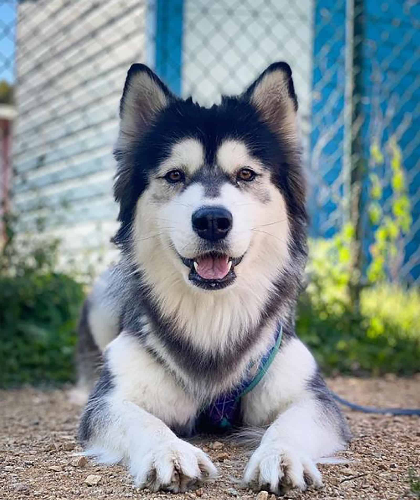 samsky dog lying on the ground near the fence