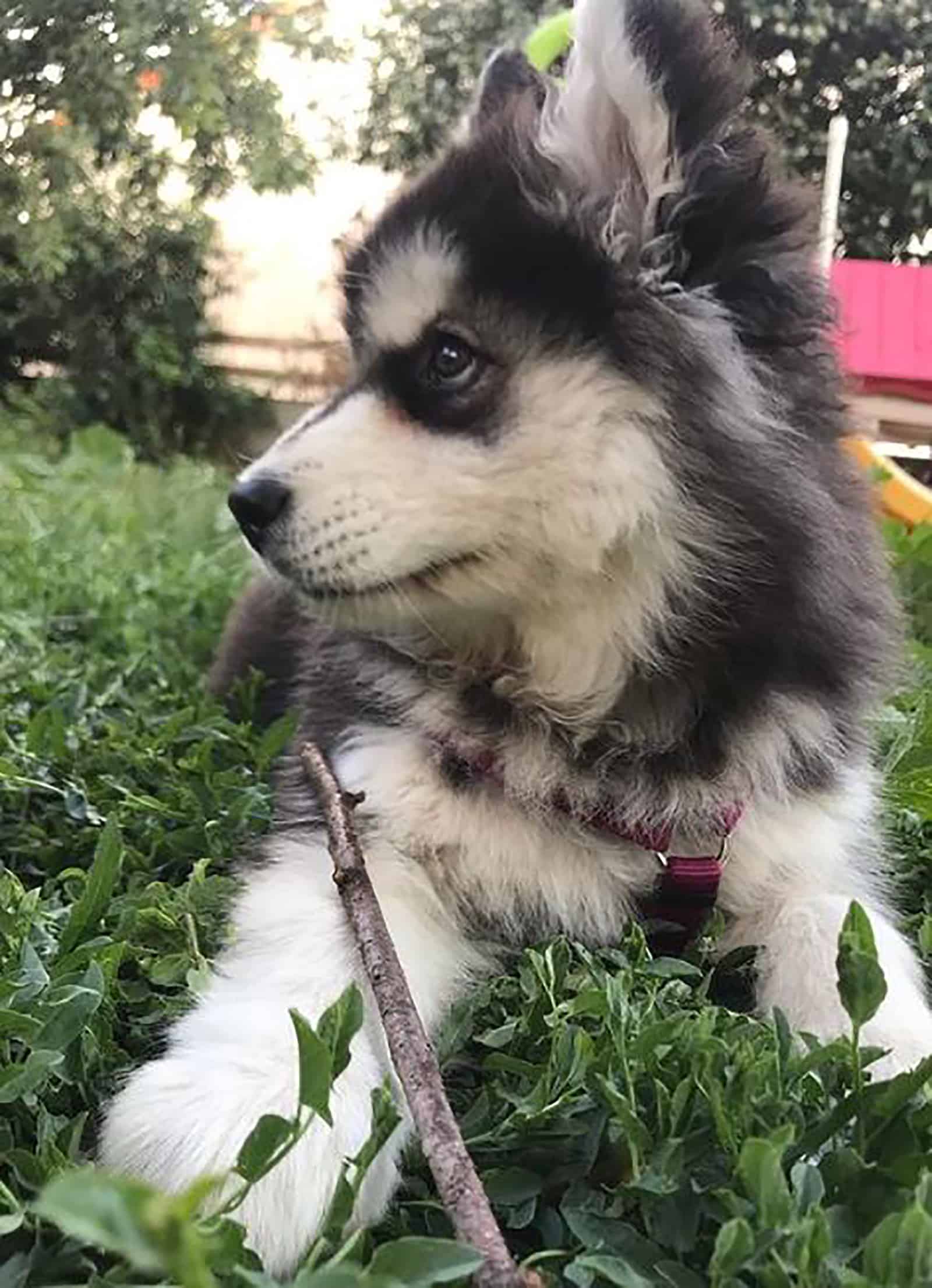 samsky puppy lying in the grass